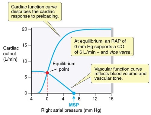 Interdependence of ventricular and vascular function