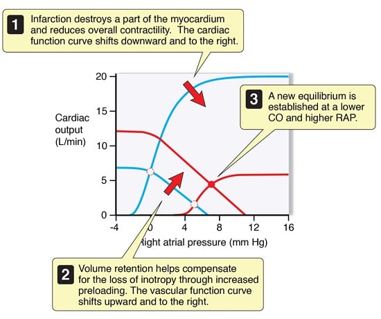 Cardiovascular function curve