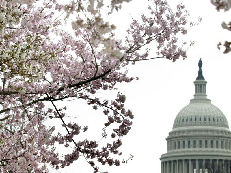 View of the Capitol Dome in the background with cherry blossom trees in the foreground.