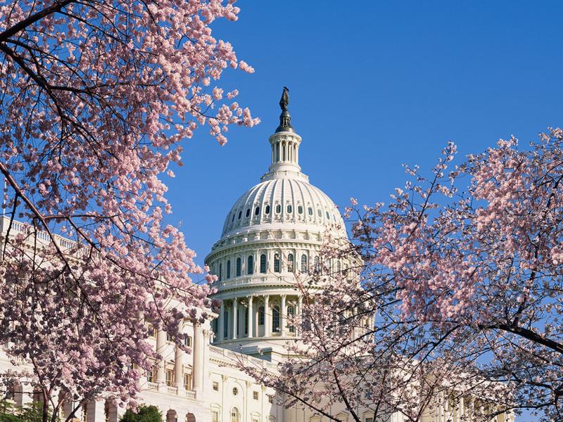 Cherry blossoms in front of the Capitol building