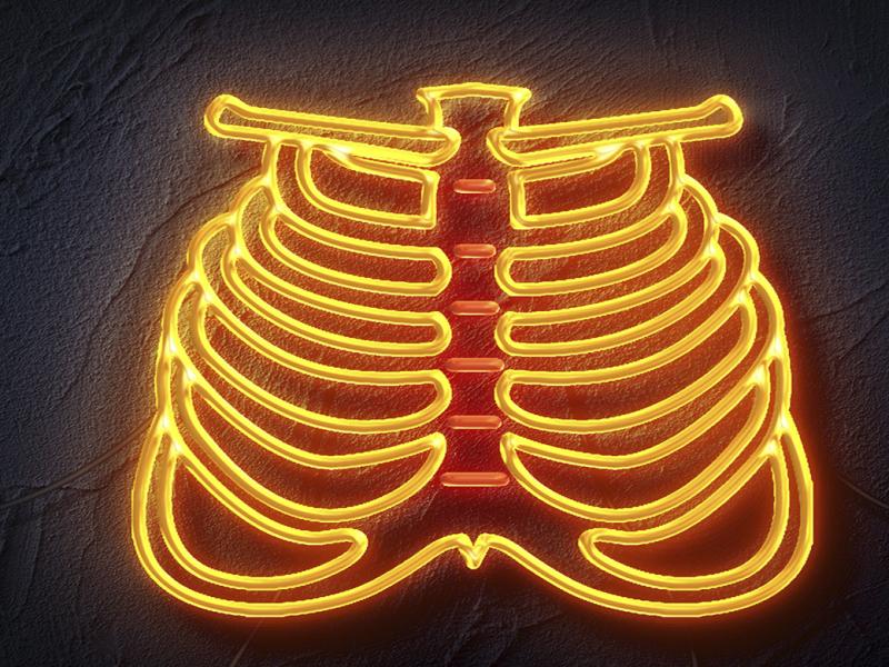 Human body rib cage