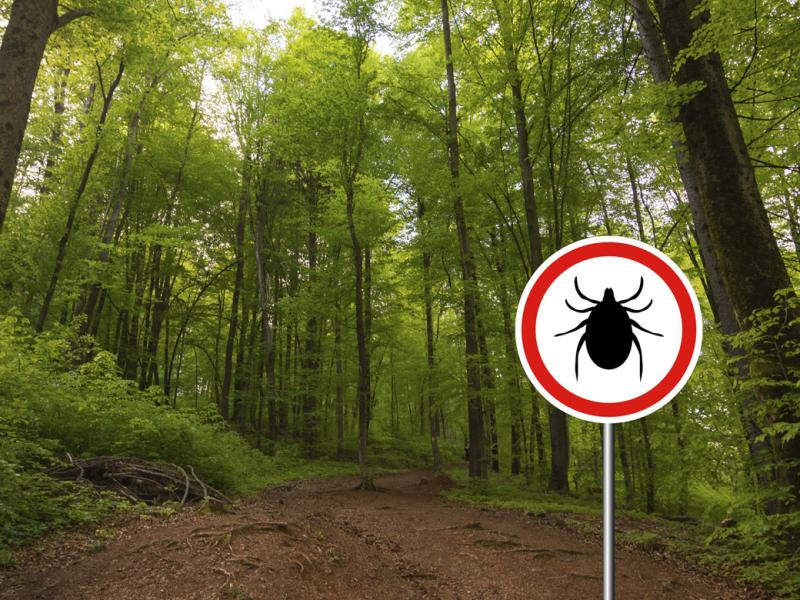 Tick insect warning sign in nature forest