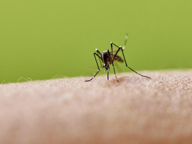 Mosquito