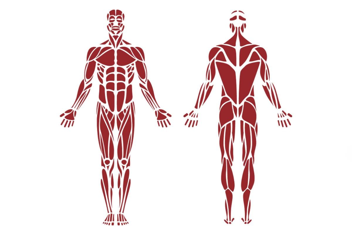 Diagram of the human muscular system