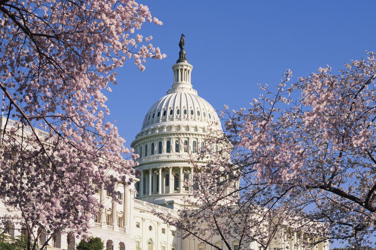 Washington D.C., Capitol Hill, Capitol Building, cherry blossoms
