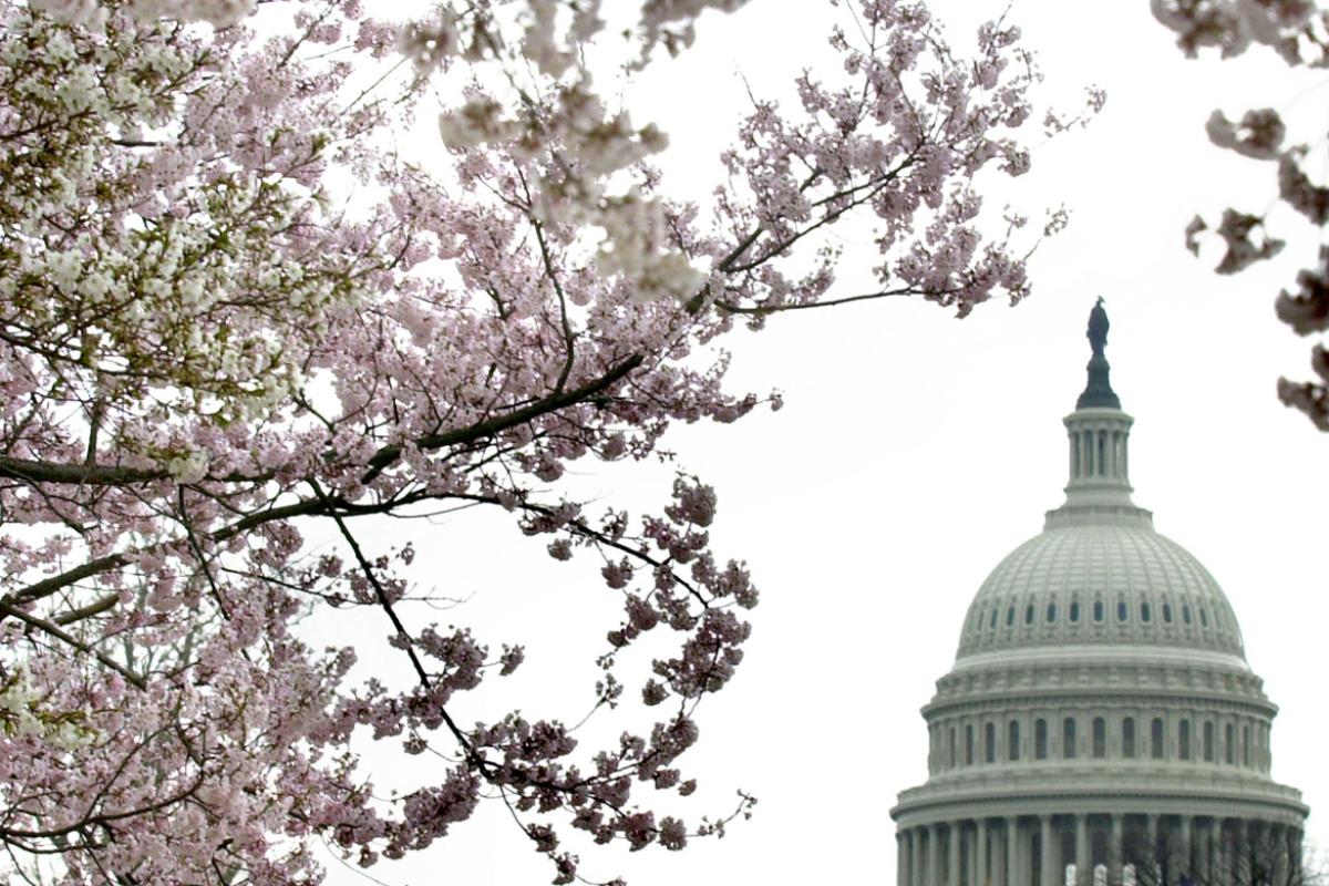 View of the Capitol Dome in the background with cherry blossom trees in the foreground.