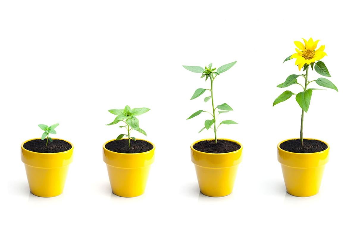 Flower pots in a row