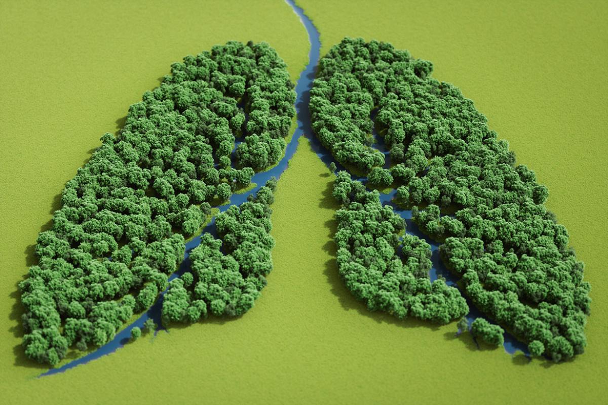 Trees and streams in the shape of human lungs