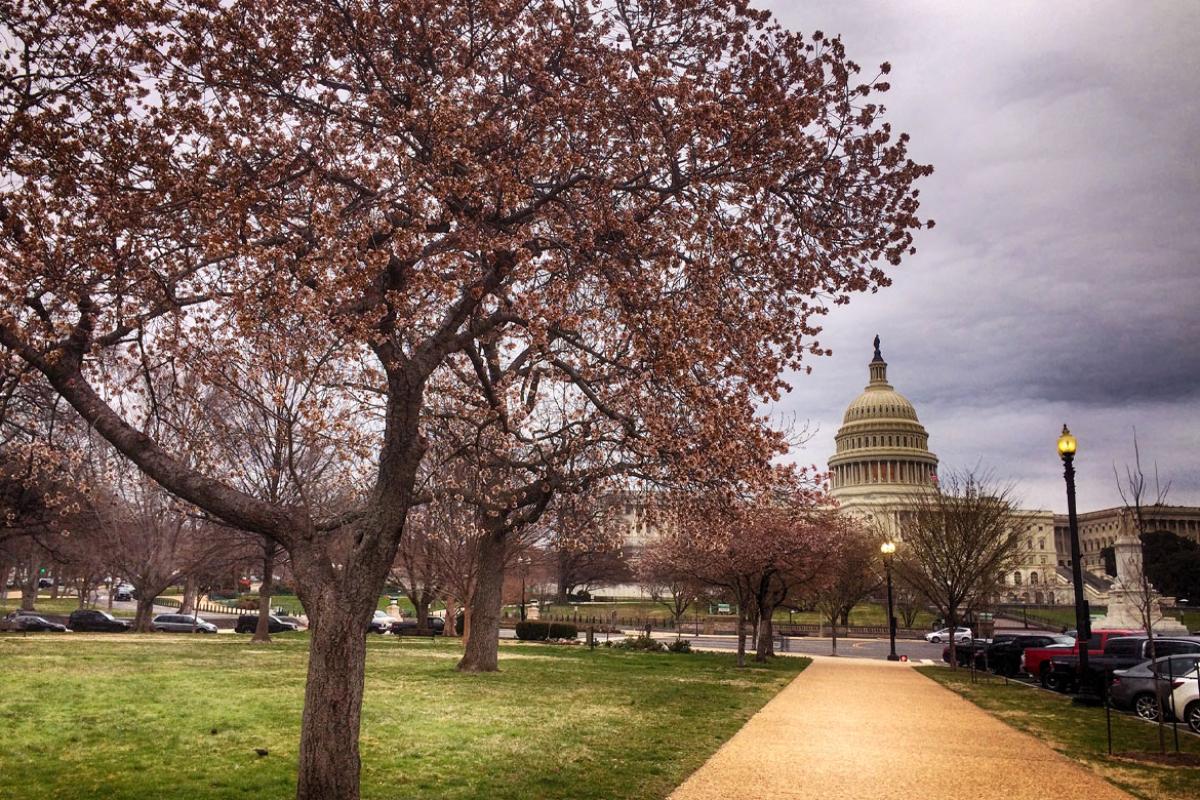 Cherry Blossoms near the U.S. Capitol building