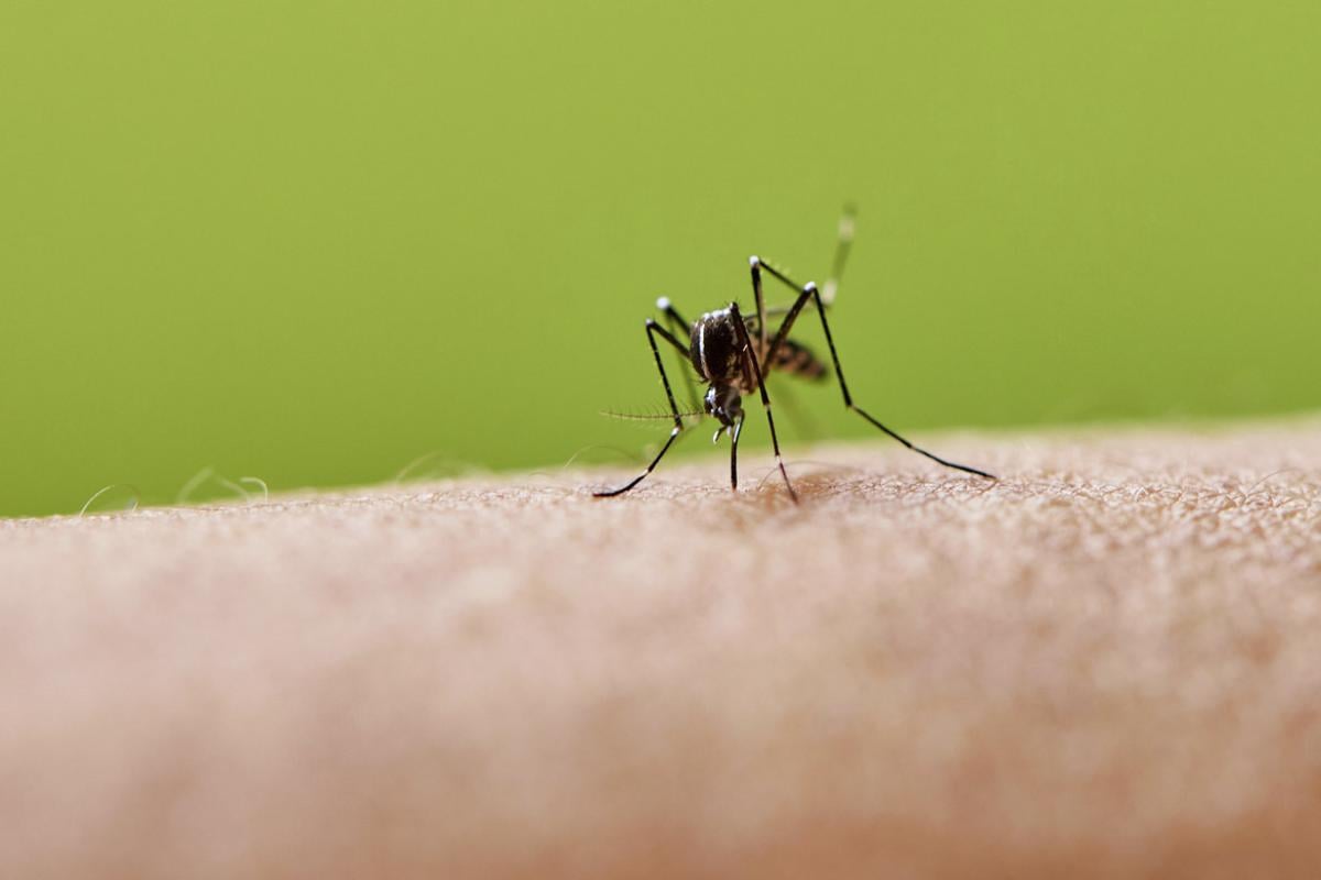 Mosquito