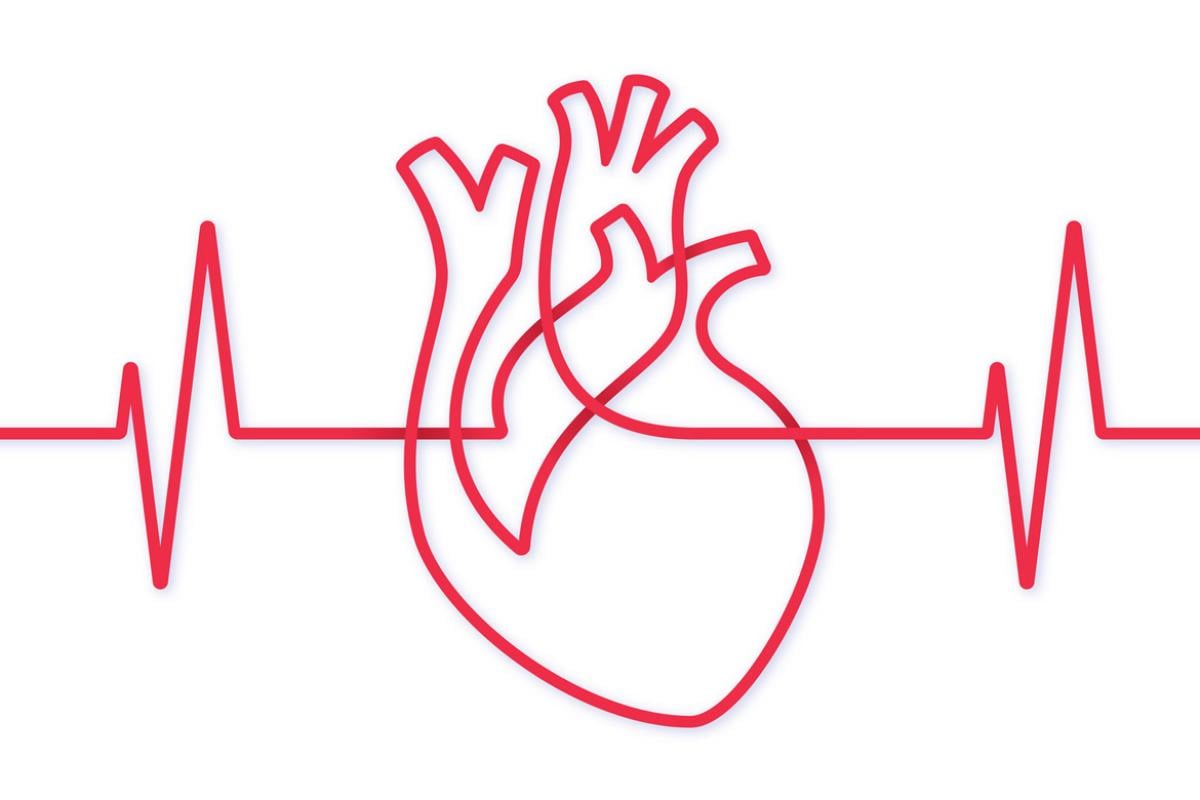 Outline of a human heart