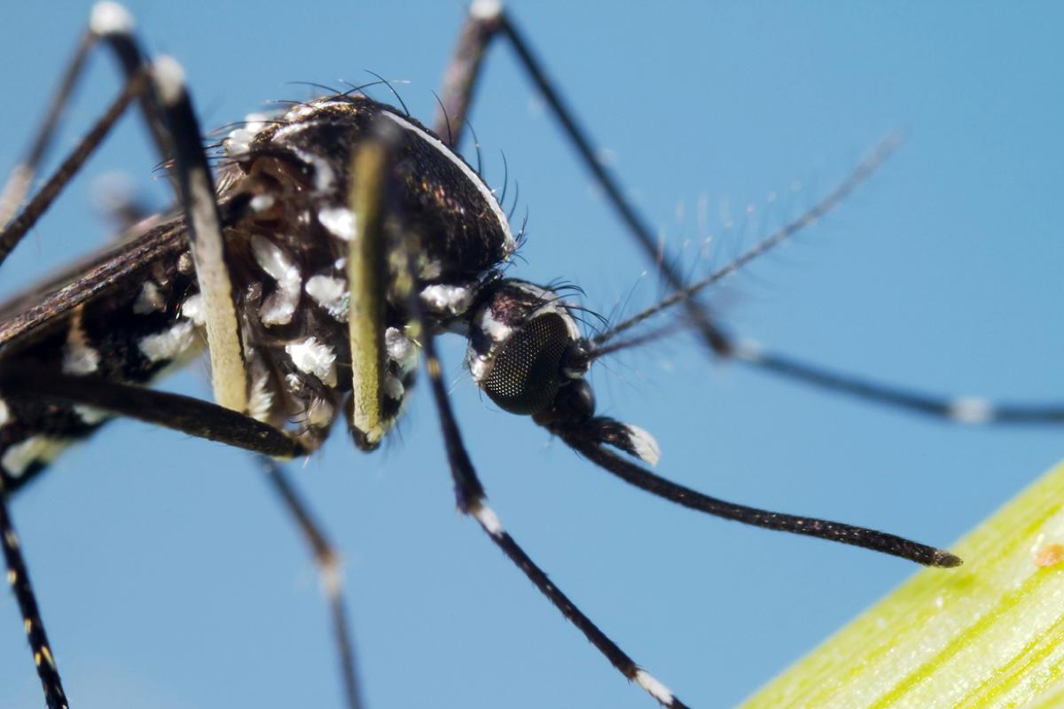 Close-up of a Zika mosquito.