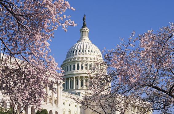 Washington D.C., Capitol Hill, Capitol Building, cherry blossoms