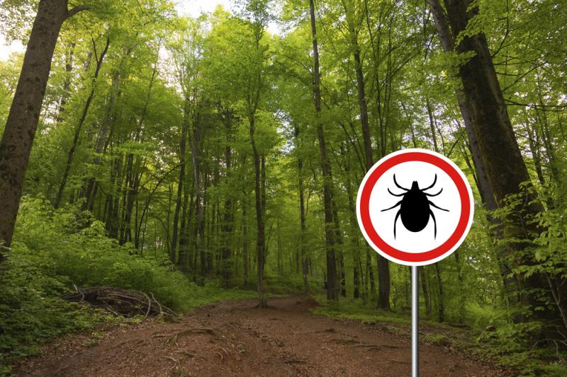 Tick insect warning sign in nature forest