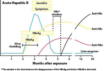 Hep B Infection Chart